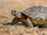 Marginated tortoise close up  Marginated tortoise (Testudo marginata) close up on barren peleponnese countryside, Greece : Peloponnese, Peloponnesos, Protection, animal, black, close, closeup, domestic, eating, endangered, europe, european, fauna, flower, food, garden, grass, greece, green, head, herbivore, isolated, italy, iucn, lateral, life, macro, marginata, marginated, meadow, natural, nature, one, pet, plant, profile, protected, reptile, shell, shelled, side, southern, testudo, texture, tortoise, turtle, view, wild, wildlife, young