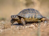Marginated tortoise side  Marginated tortoise (Testudo marginata) seen from side on barren peleponnese countryside, Greece : Peloponnese, Peloponnesos, Protection, animal, black, close, closeup, domestic, eating, endangered, europe, european, fauna, flower, food, garden, grass, greece, green, head, herbivore, isolated, italy, iucn, lateral, life, macro, marginata, marginated, meadow, natural, nature, one, pet, plant, profile, protected, reptile, shell, shelled, side, southern, testudo, texture, tortoise, turtle, view, wild, wildlife, young