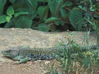 Timon lepidus 11, Parelhagedis, Saxifraga-Edo van Uchelen