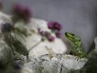 Timon lepidus 17, Parelhagedis, Saxifraga-Bruno Cataldo