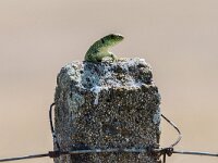 Timon lepidus 19, Parelhagedis, adult male, Saxifraga-Theo Verstrael