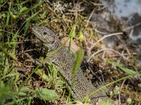Timon lepidus 20, Parelhagedis, adult female, Saxifraga-Theo Verstrael