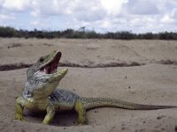 Timon lepidus 5, Parelhagedis, Saxifraga-Rob Felix