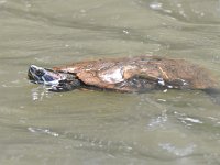 Trachemys scripta elegans 2, Roodwangschildpad, Saxifraga-Luuk Vermeer