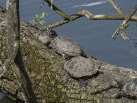 Trachemys scripta troostii