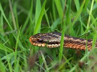 Vipera berus 87, Adder, Saxifraga-Hans Dekker