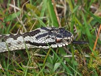 Vipera berus 89, Adder, Saxifraga-Hans Dekker