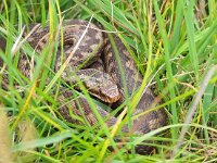 Vipera berus 94, Adder, Saxifraga-Hans Dekker