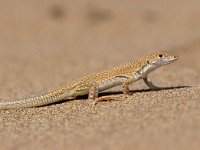 Arcanthodactylus aereus 1, Saxifraga-Edo van Uchelen