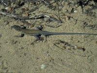 Acanthodactylus erythrurus, Spiny-footed Lizard