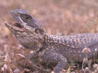 Agama stellio 1, Saxifraga-Edo van Uchelen