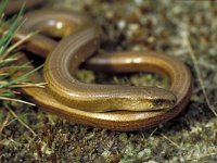 Anguis fragilis, Slow Worm