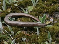 Anguis fragilis 10, Hazelworm, Saxifraga-Mark Zekhuis