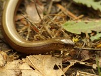 Anguis fragilis 11, Hazelworm, Saxifraga-Kees Marijnissen