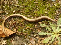 Anguis fragilis 12, Hazelworm, Saxifraga-Kees Marijnissen