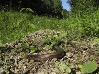 Anguis fragilis 14, Hazelworm, Saxifraga-Rob Felix : Animalia, Chordata, Reptilia, Squamata, animal, dier, dieren, gewervelde dieren, hagedis, hagedissen, lizard, reptiel, reptielen, reptile, vertebraat, vertebrate