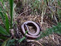 Anguis fragilis 15, Hazelworm, Saxifraga-Rudmer Zwerver