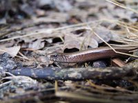 Anguis fragilis 17, Hazelworm, Saxifraga-Rudmer Zwerver