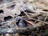 Anguis fragilis 18, Hazelworm, Saxifraga-Rudmer Zwerver