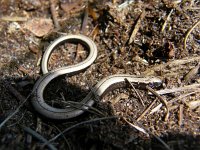 Anguis fragilis 19, Hazelworm, Saxifraga-Rudmer Zwerver