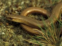 Anguis fragilis 2, Hazelworm, Saxifraga-Kees Marijnissen