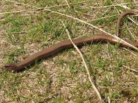 Anguis fragilis 20, Hazelworm, Saxifraga-Harry van Oosterhout