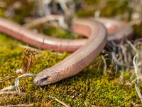 Anguis fragilis at Veluwe Netherlands  Slowworm (Anguis fragilis), Legless Lizard, on Green Moss in Natural Habitat : Netherlands, Veluwe, anguis, animal, background, blindworm, brown, closeup, common, creature, detail, dutch, environment, europe, eye, fauna, field, fragilis, gelderland, grass, habitat, hazelworm, head, herpetofauna, hoge veluwe, holland, image, legless, lizard, lizard-like, macro, moss, natural, nature, nobody, outdoor, outdoors, planken wambuis, predator, reptile, reptilian, roadside, slow, slow-worm, slowworm, snake, spring, wild, wildlife, worm, young