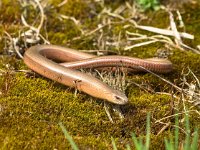 Anguis fragilis on Green Moss  Slowworm (Anguis fragilis), Legless Lizard, on Green Moss in Natural Habitat : Netherlands, Veluwe, anguis, animal, background, blindworm, brown, closeup, common, creature, detail, dutch, environment, europe, eye, fauna, field, fragilis, gelderland, grass, habitat, hazelworm, head, herpetofauna, hoge veluwe, holland, image, legless, lizard, lizard-like, macro, moss, natural, nature, nobody, outdoor, outdoors, planken wambuis, predator, reptile, reptilian, roadside, slow, slow-worm, slowworm, snake, spring, wild, wildlife, worm, young