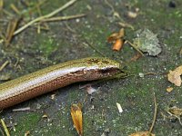 Anguis fragilis 24, Hazelworm, Saxifraga-Hans Dekker