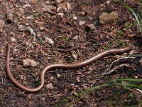 Anguis fragilis 25, Hazelworm, Saxifraga-Hans Dekker