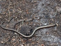 Anguis fragilis 26, Hazelworm, Saxifraga-Hans Dekker