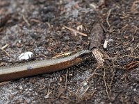 Anguis fragilis 27, Hazelworm, Saxifraga-Hans Dekker