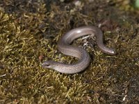 Anguis fragilis 28, Hazelworm, Saxifraga-Mark Zekhuis