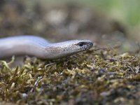 Anguis fragilis 29, Hazelworm, Saxifraga-Mark Zekhuis