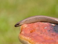 Hazelworm - Anguis fragilis  Hazelworm op boomzwam : Anguis fragilis, Linnaeus, 1758