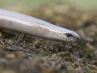 Anguis fragilis 30, Hazelworm, Saxifraga-Mark Zekhuis