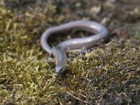 Anguis fragilis 31, Hazelworm, Saxifraga-Mark Zekhuis