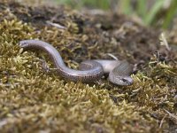 Anguis fragilis 32, Hazelworm, Saxifraga-Mark Zekhuis