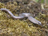 Anguis fragilis 33, Hazelworm, Saxifraga-Mark Zekhuis