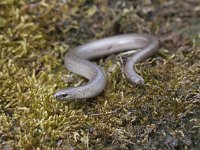 Anguis fragilis 34, Hazelworm, Saxifraga-Mark Zekhuis