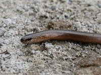 Anguis fragilis 37, Hazelworm, Saxifraga-Henk Baptist