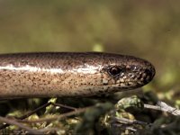 Anguis fragilis 5, Hazelworm, male, Saxifraga-Edo van Uchelen