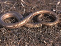 Anguis fragilis 6, Hazelworm, Saxifraga-Edo van Uchelen