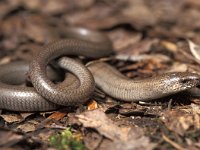 Anguis fragilis 7, Hazelworm, Saxifraga-Edo van Uchelen