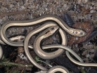 Anguis fragilis 8, Hazelworm, juveniles, Saxifraga-Edo van Uchelen