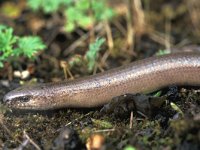 Anguis fragilis 9, Hazelworm, male, Saxifraga-Edo van Uchelen