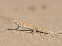 Arcantodactyllus avrens