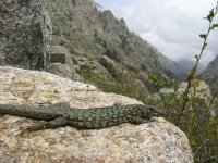 Archaeolacerta bedriagae 1, Tyrrheense berghagedis, Saxifraga-Rob Felix : Animalia, Chordata, Reptilia, Squamata, animal, dier, dieren, gewervelde dieren, hagedis, hagedissen, lizard, reptiel, reptielen, reptile, vertebraat, vertebrate