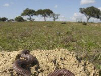 Blanus cinereus 6, Saxifraga-Rob Felix : Animalia, Chordata, Reptilia, Squamata, animal, dier, dieren, gewervelde dieren, hagedis, hagedissen, lizard, reptiel, reptielen, reptile, vertebraat, vertebrate