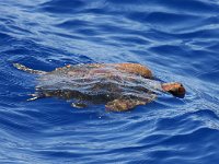 Caretta caretta 1, Saxifraga-Bart Vastenhouw